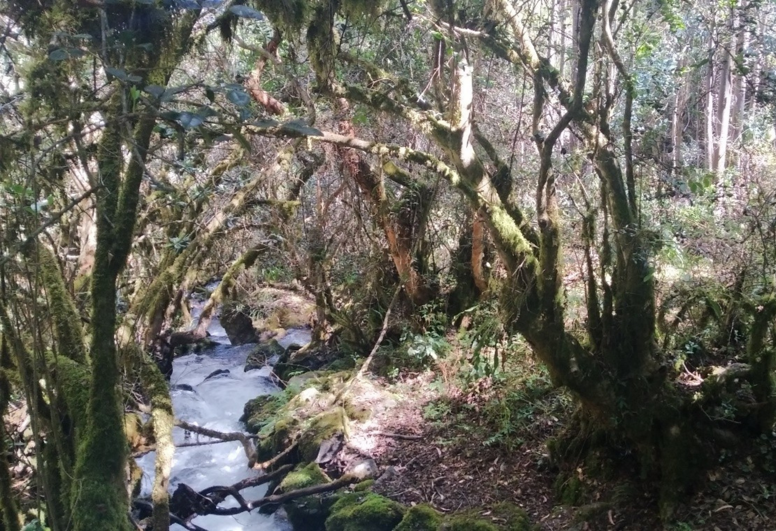 Bosque de Pumahuanca